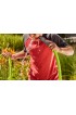 Garden Hoses| Flexzilla ZillaGreen 3/4-in x 100-ft Premium-Duty Kink Free Hybrid Polymer Green Hose - CS14827
