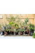 Planters, Stands & Window Boxes| ROOT POUCH 5-Pack Extra Large (65+-Quart) 20-in W x 16-in H Brown Fabric Nursery Planter - XH52176