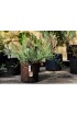 Planters, Stands & Window Boxes| ROOT POUCH 5-Pack Large (25-65-Quart) 14-in W x 11.75-in H Brown Fabric Nursery Planter - RE67461